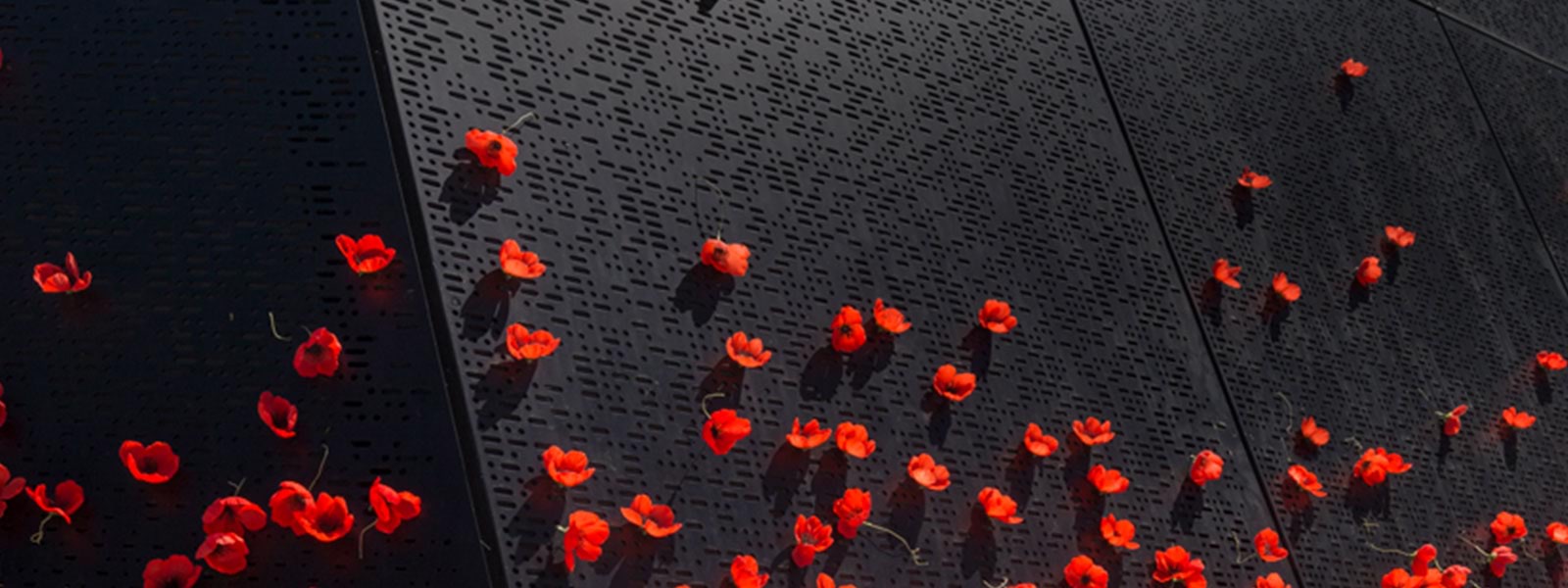 Wall of red poppies